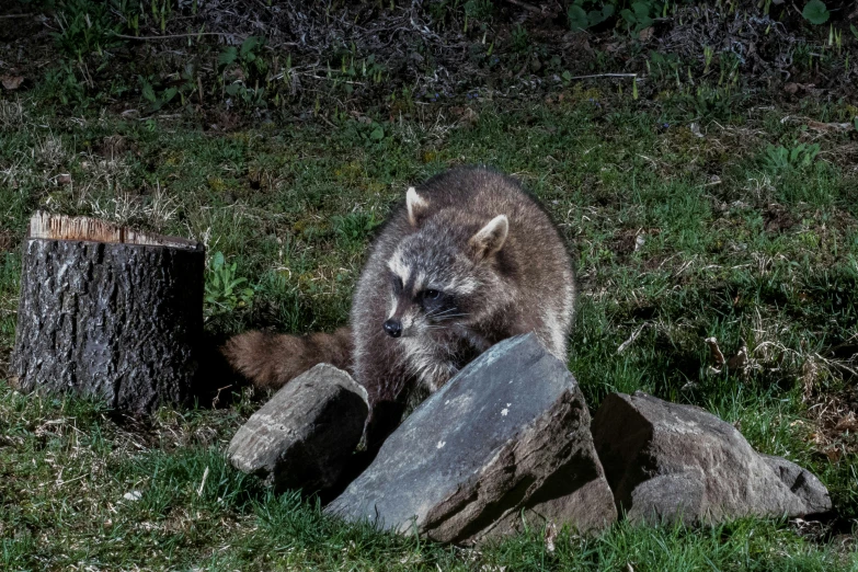 an animal sits near some large rocks and sticks