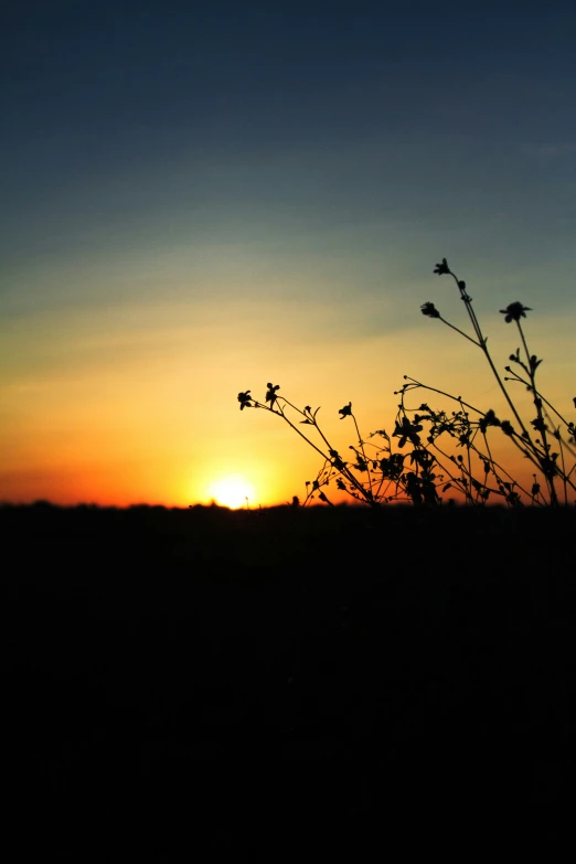 the sun is setting behind a grass field