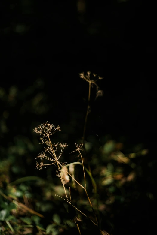 a field with several plants that are in the grass