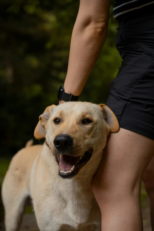 a happy dog sitting on the back of a person's arm