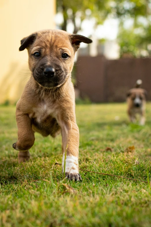 two puppies running across a yard next to a brown dog
