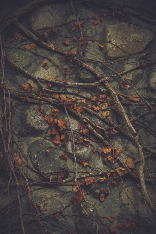 leaves are tangled by sticks on the rock wall