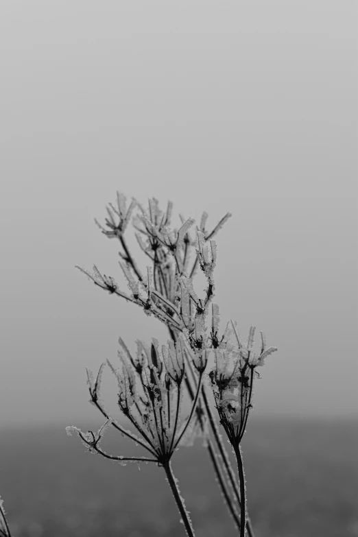 a black and white pograph of some flowers