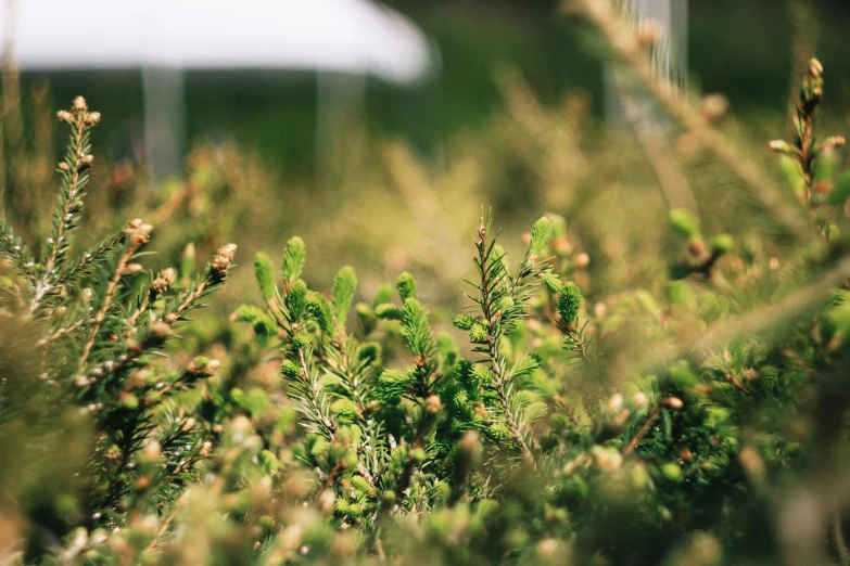 some plants that are all outside in the grass