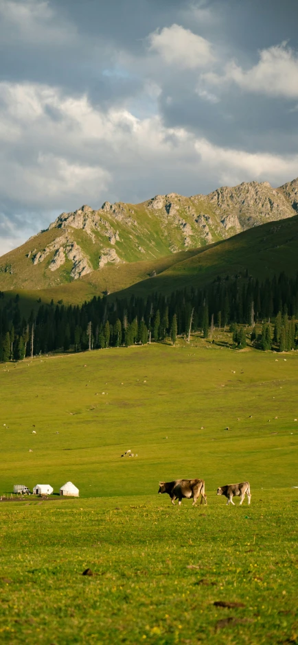 a herd of cattle standing on top of a green grass covered field