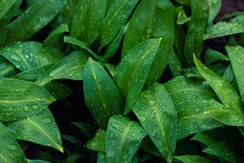 a cluster of green leaves with water drops on them