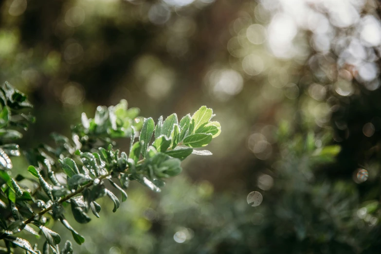 green plants with leafy stems in sunlight