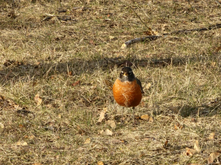 a bird is sitting on the ground in the grass