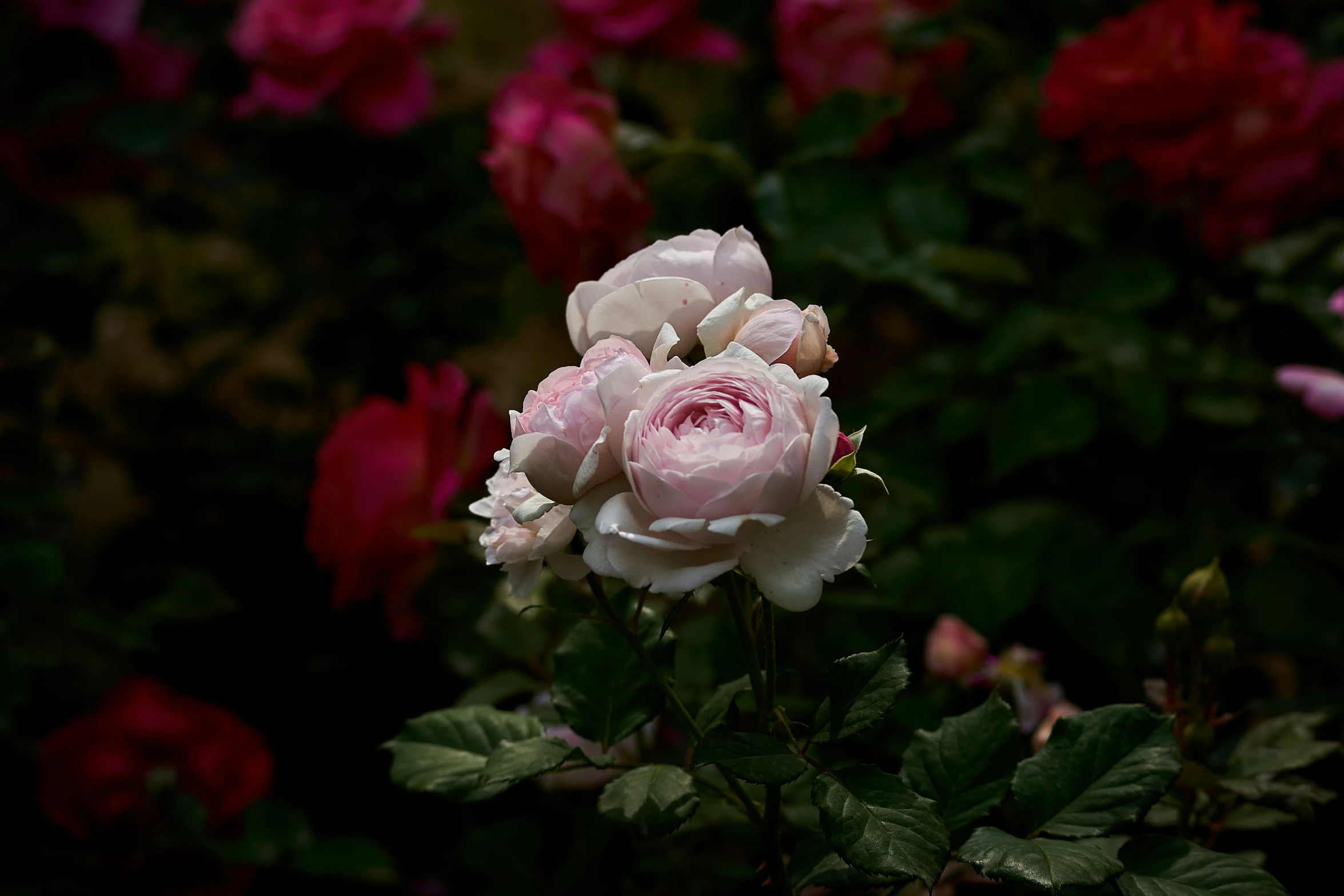 some very pretty pink roses near many green leaves