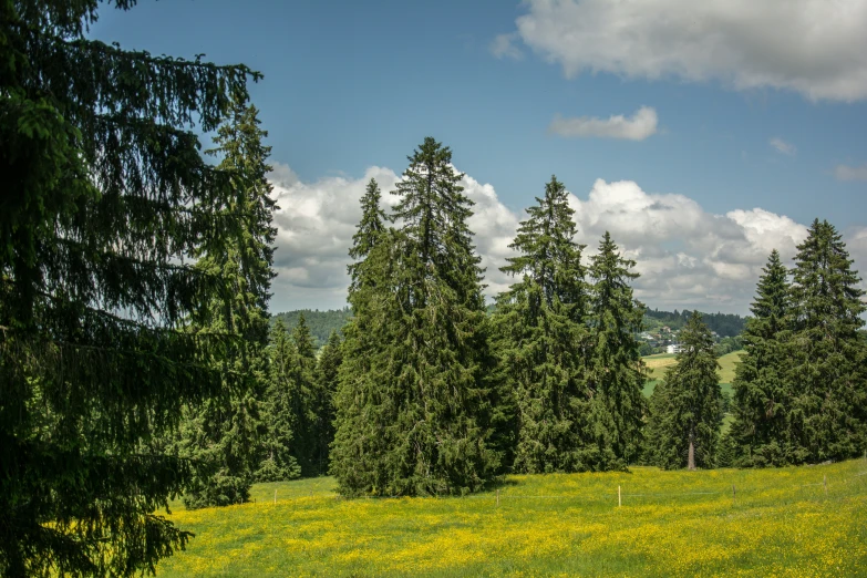 a scenic view of some trees and field with yellow flowers