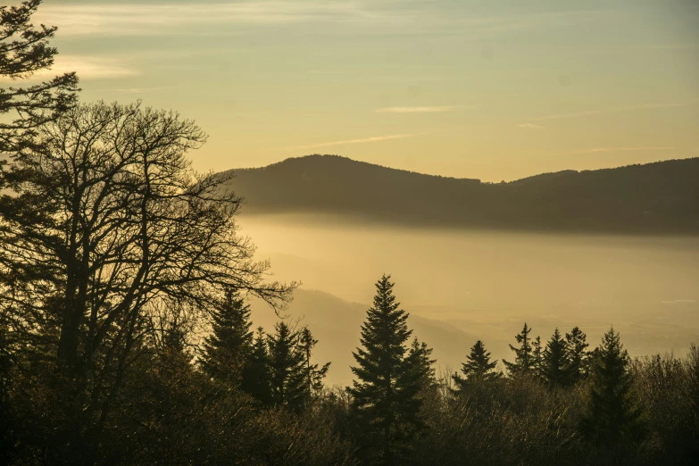 trees in the foreground with fog on the mountain