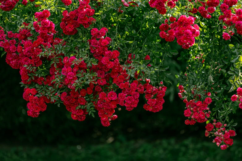 red flowers blooming in a tree outside