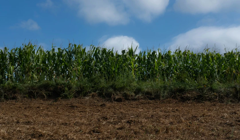 a green tree standing over a field full of tall grass