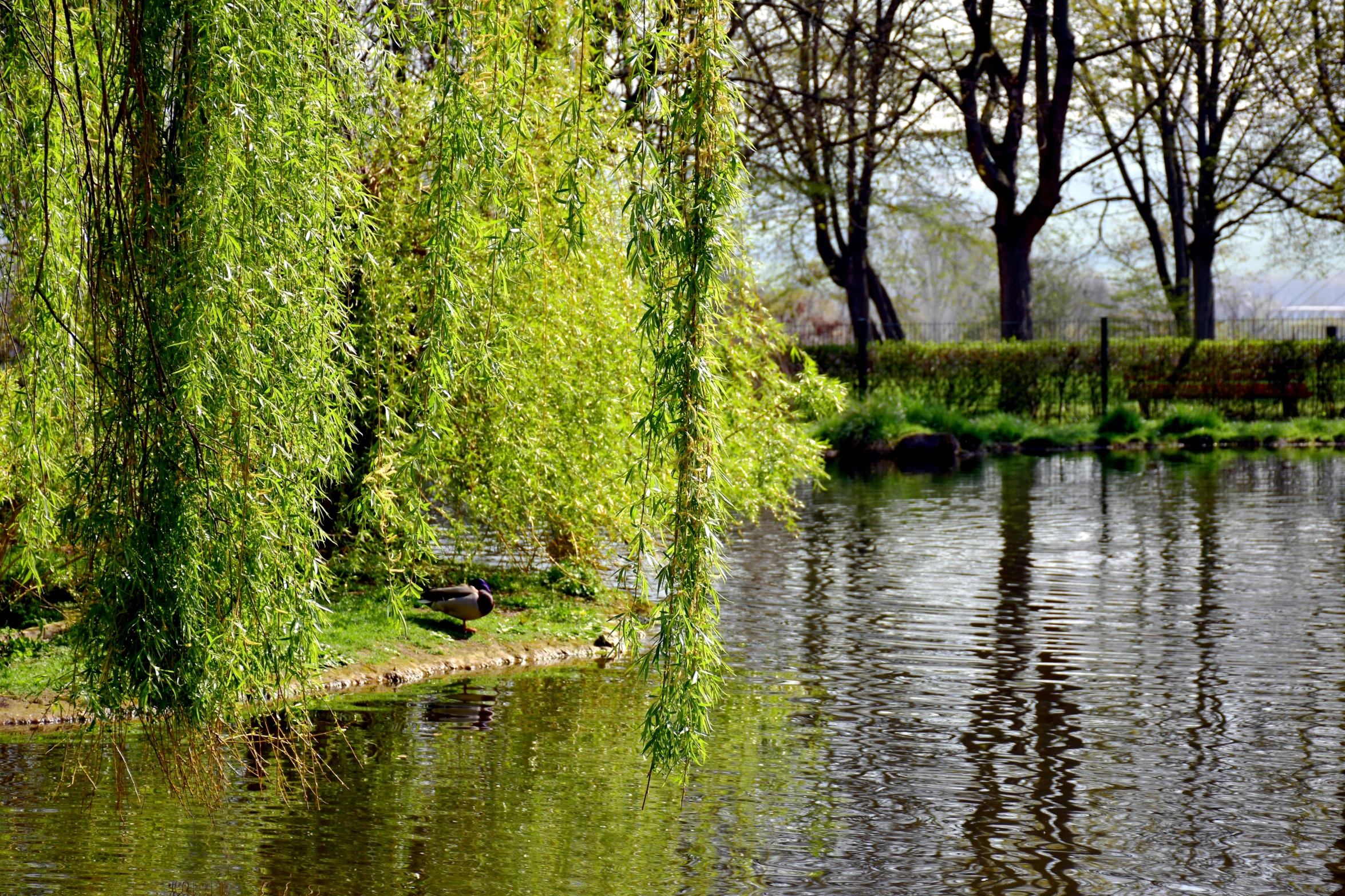 a lake in the park with a lot of water