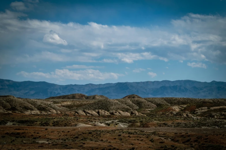 a bird standing on top of a dry field