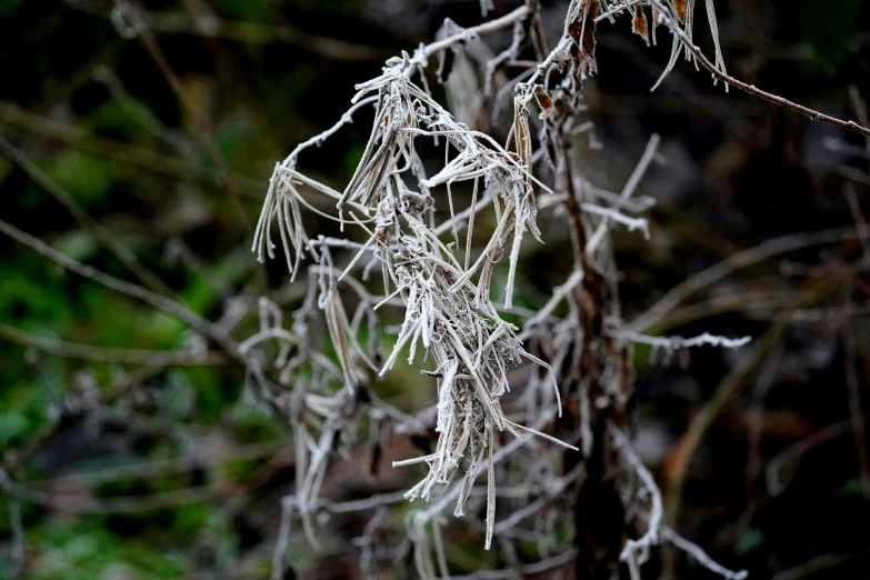 a close up picture of the nches of a tree with ice