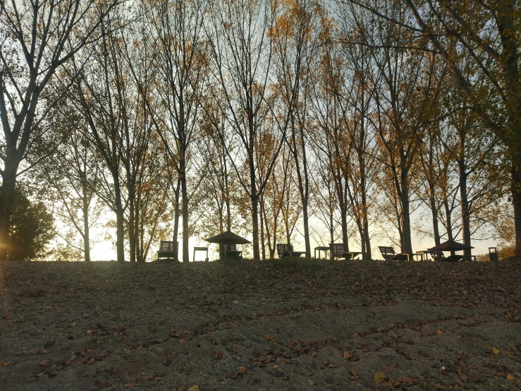 a group of trees with one bench in the center of it
