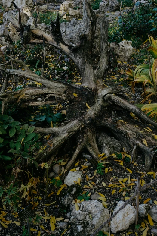 a lone tree sitting on top of a rock ground