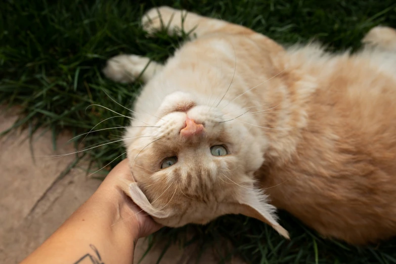 a cat that is laying on the grass with a person