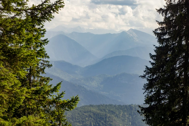 mountains covered in clouds behind tall evergreen trees