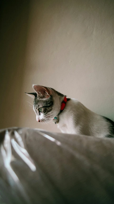 a gray and white cat wearing a red collar