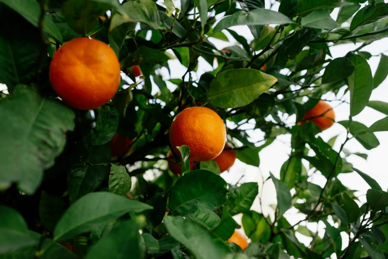 an orange tree has leaves and oranges growing on it