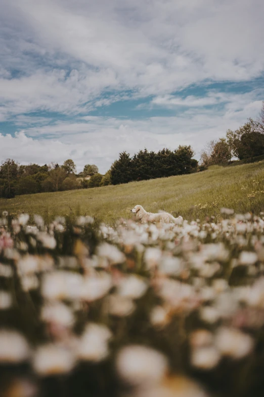 a field that has many flowers in it