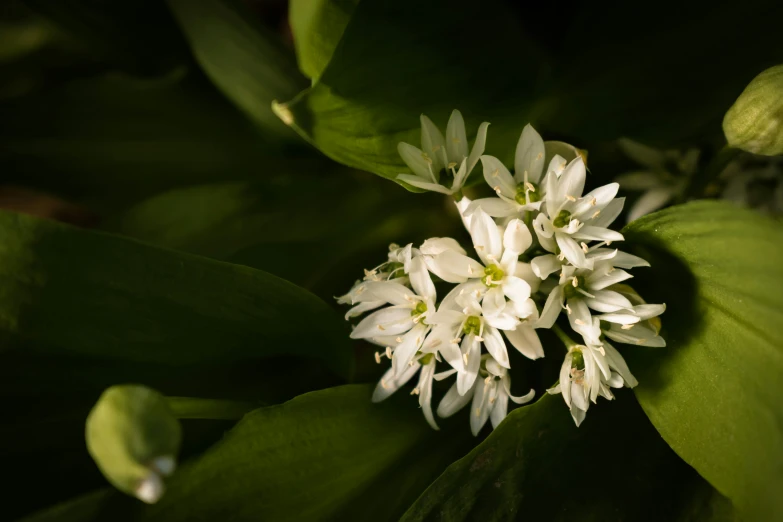 a close up of a white flower and green leaves