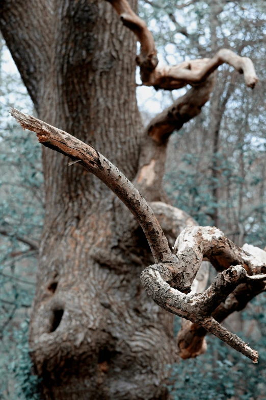 an old tree nch sitting in front of a blue forest