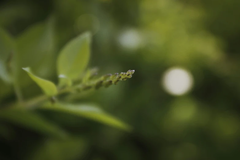 a close up of some leaves and water