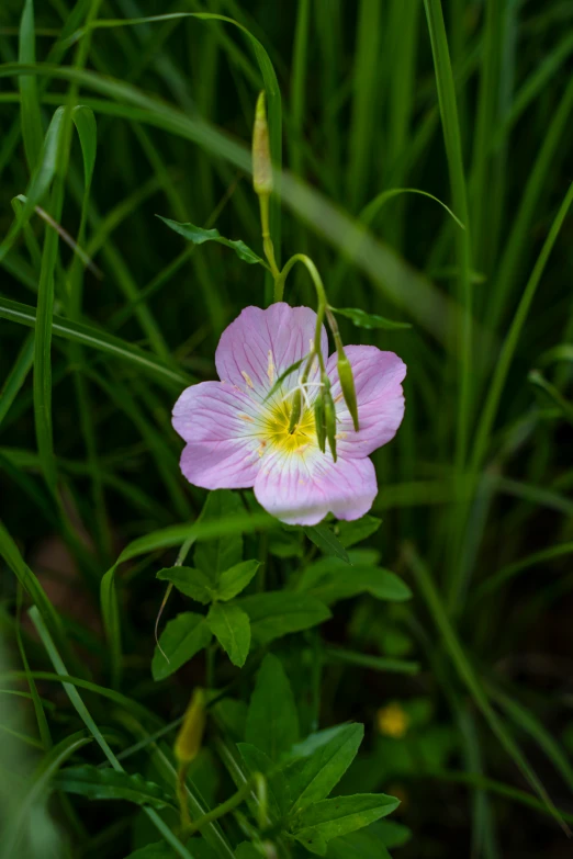 pink flower in the middle of a tall grass field