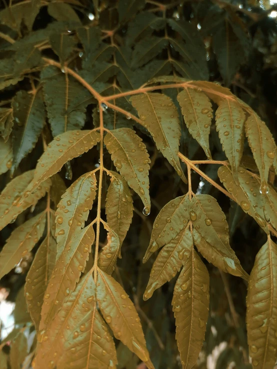 some leaves with raindrops on them