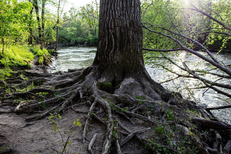 a tree with the roots out near water