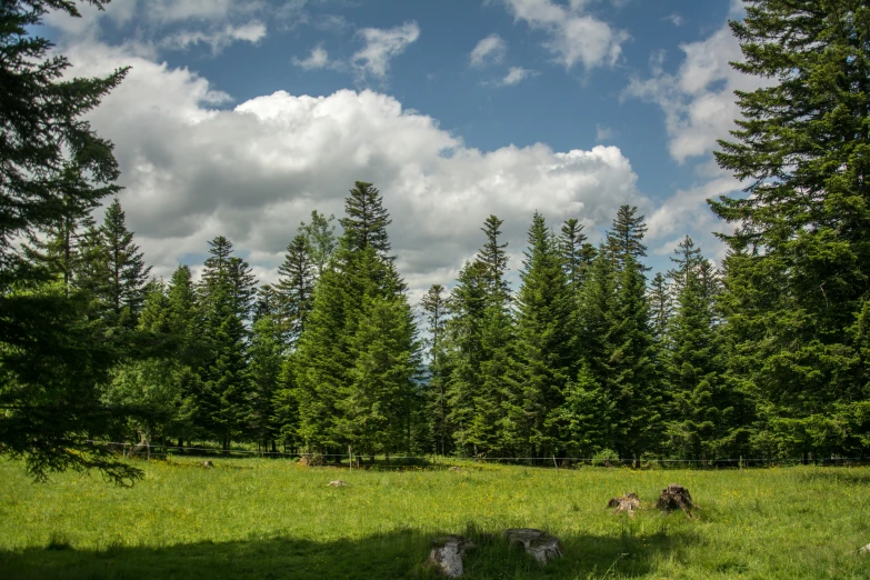 a wooded area that is covered in grass, trees and rocks