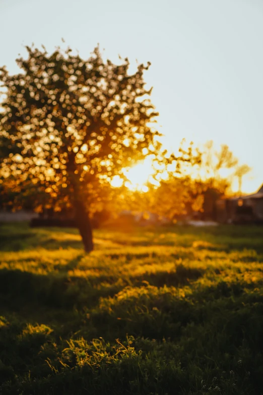 an empty tree in a grassy field near sunset