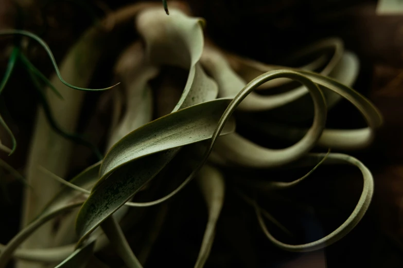 a plant with very green leaves on a table