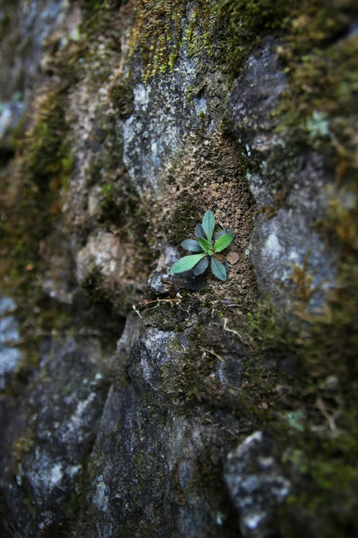 a small plant growing out of the moss