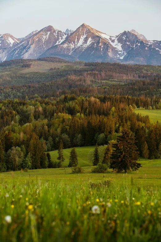 a green field sitting in the middle of a forest