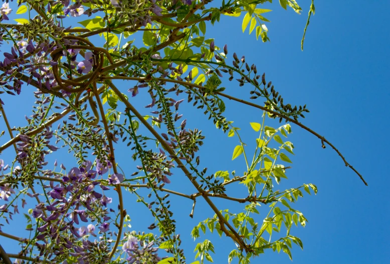 the nches of a tree are adorned with beautiful purple flowers