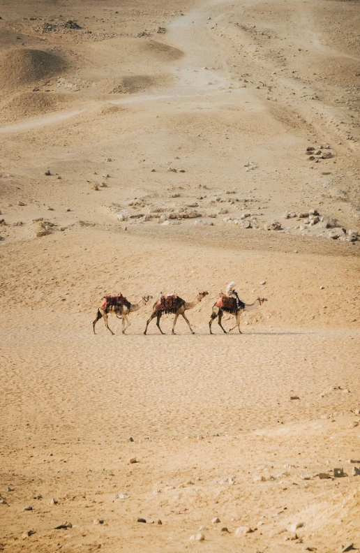 horses running across a sandy desert near some sand