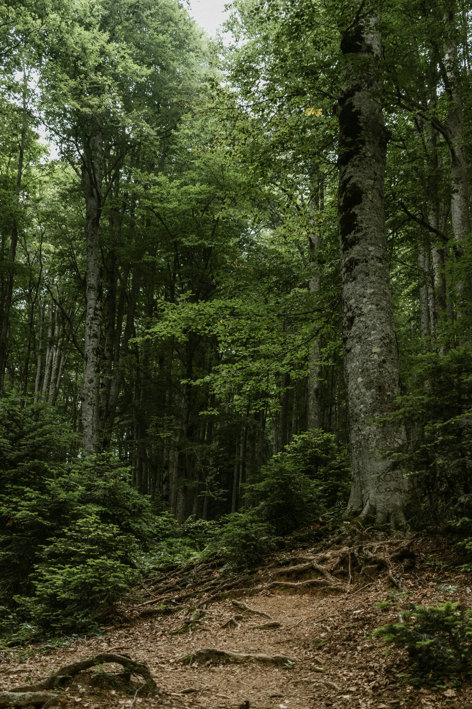 the horse is standing in the woods on the trail