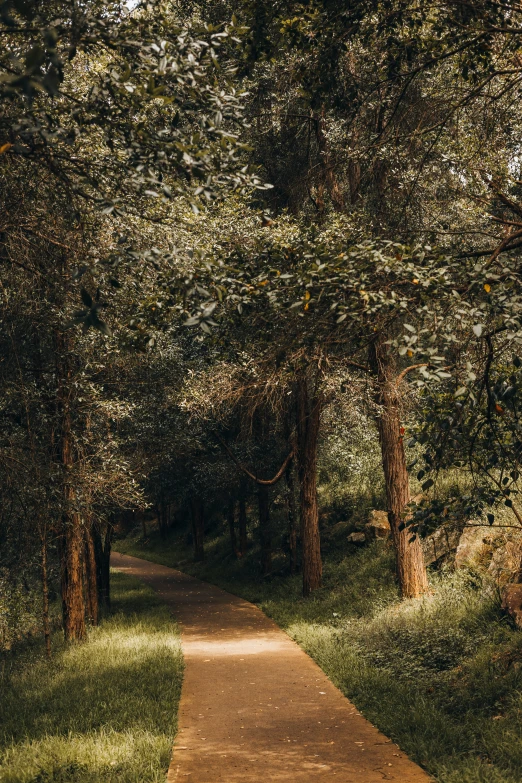 a dirt road in a forest surrounded by trees