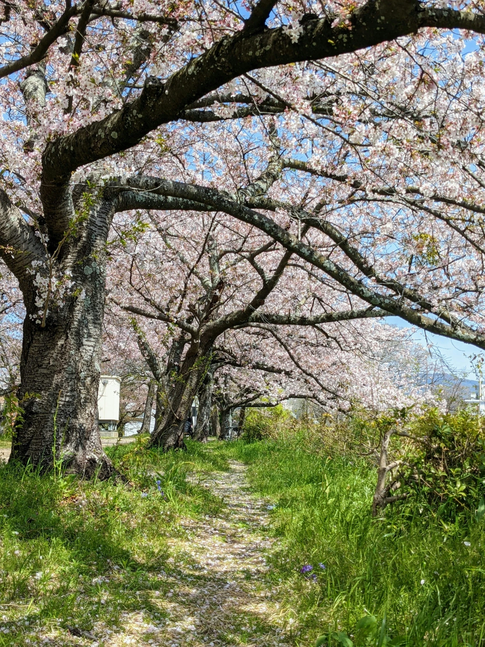 a dirt path is surrounded by trees