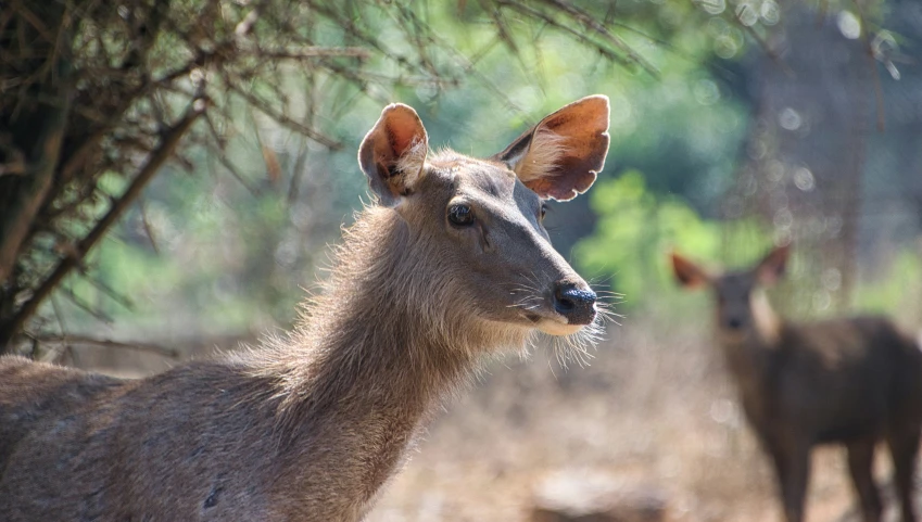 deer stand in front of the camera in an out - door wooded area