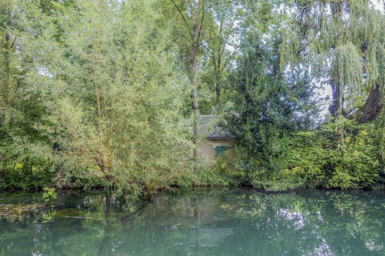 an image of a river that has some trees