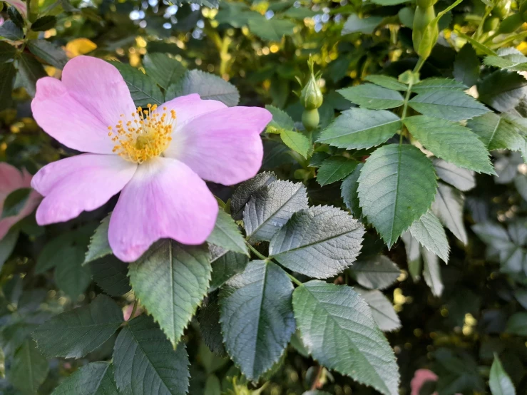 a pink flower on top of a green leaf filled tree