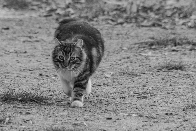 a cat that is walking across some dirt