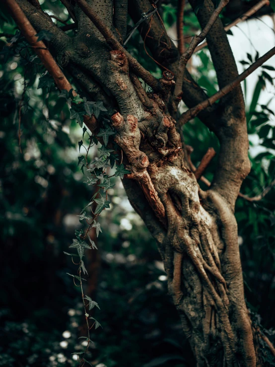 an old, large hand holding onto a tree