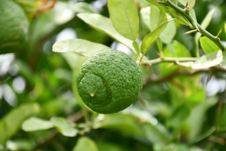 lime growing on a tree in a garden