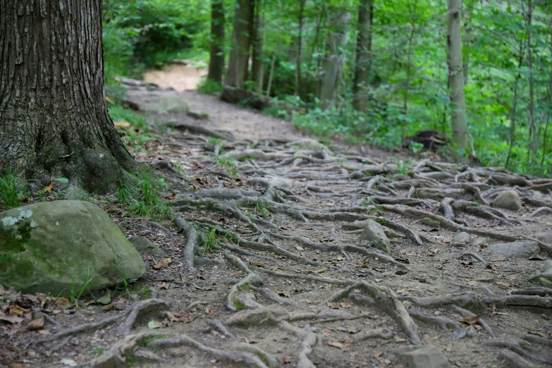 a very big tree with many roots around it